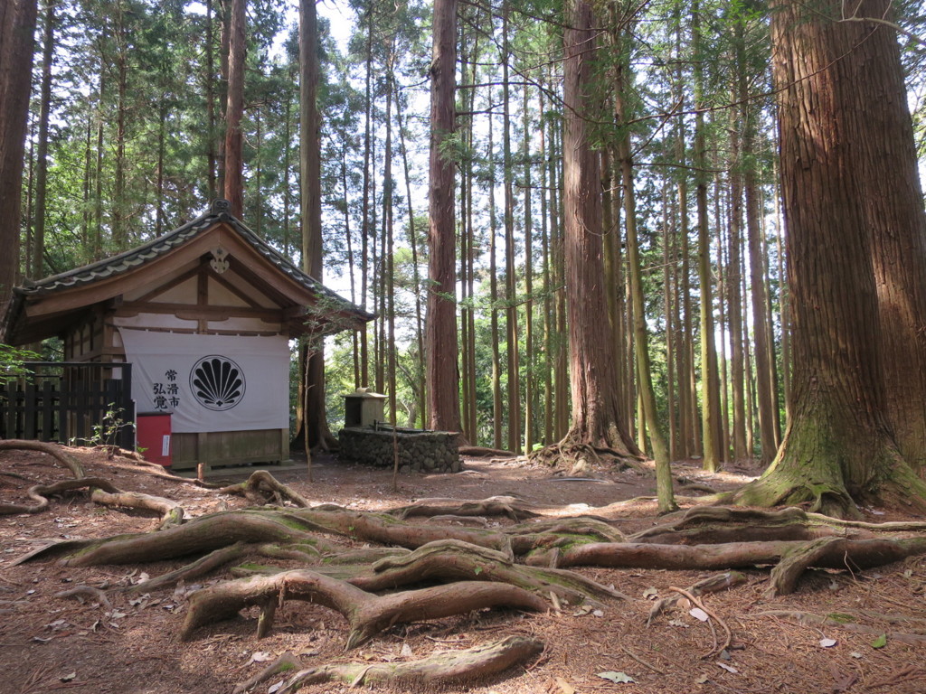 木の根道