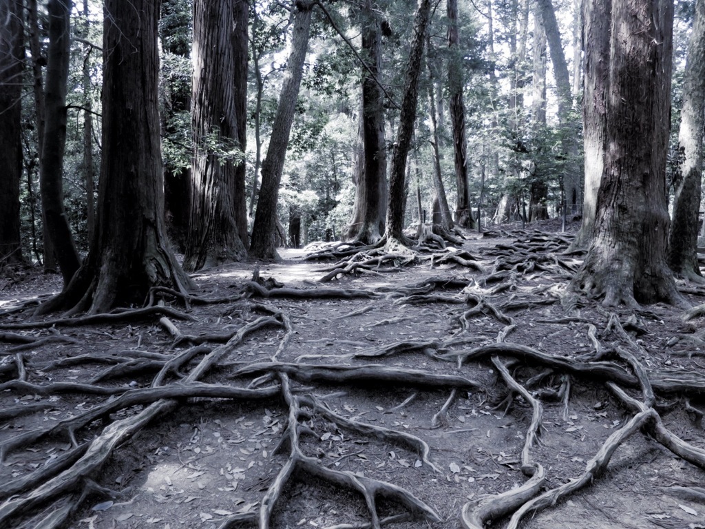 木の根道