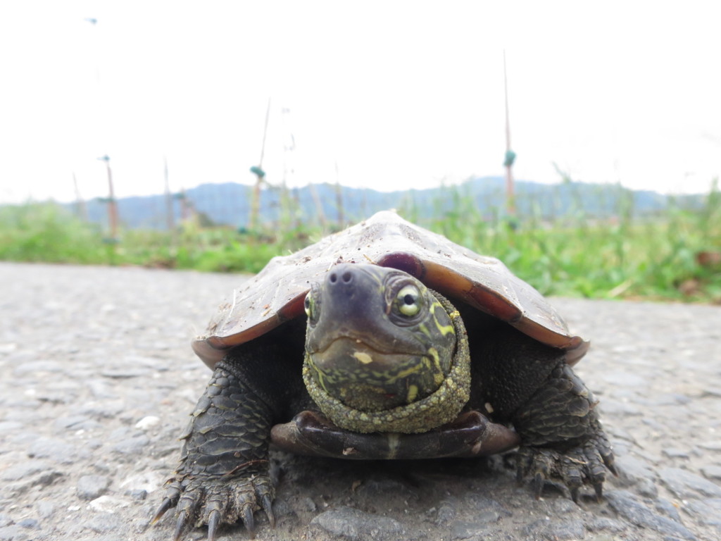 かめさん