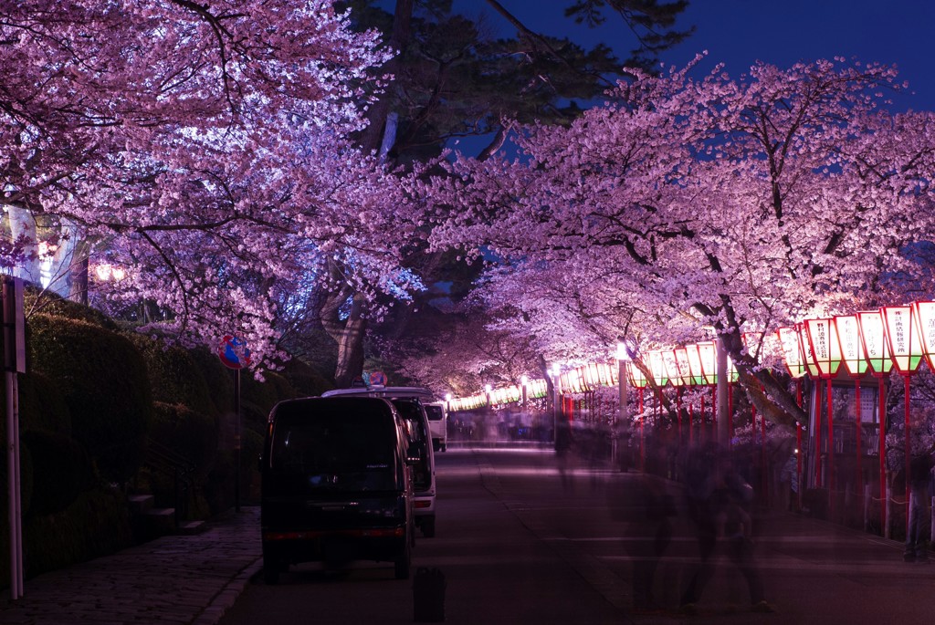 夜桜