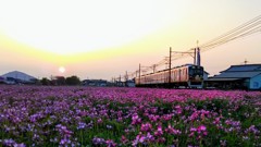 広大なレンゲ畑に夕日が落ちる時に来た電車を撮った写真