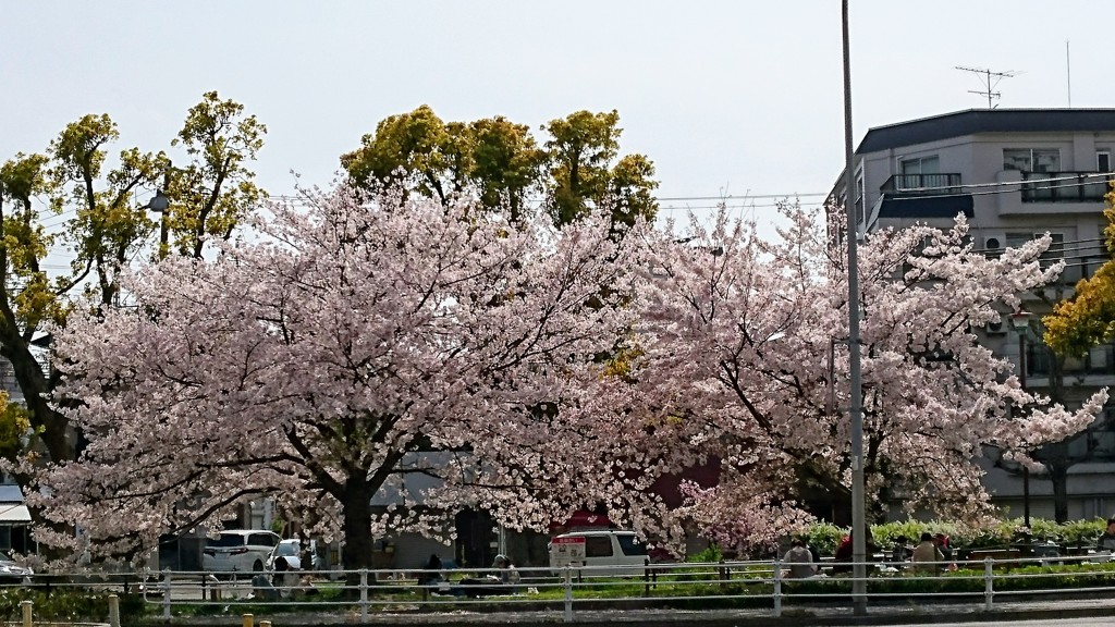 自宅からすぐそこにある満開の桜の木