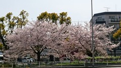 自宅からすぐそこにある満開の桜の木