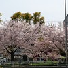 自宅からすぐそこにある満開の桜の木