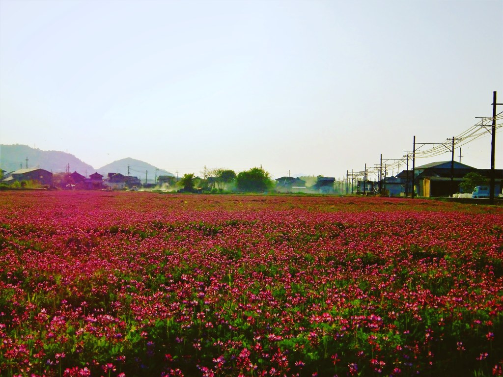 広大なレンゲ畑