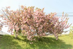 蓑川の河川敷に咲き誇る満開の桜