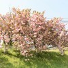 蓑川の河川敷に咲き誇る満開の桜