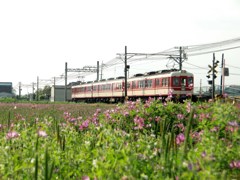 広大なレンゲ畑の側の駅に停車している電車