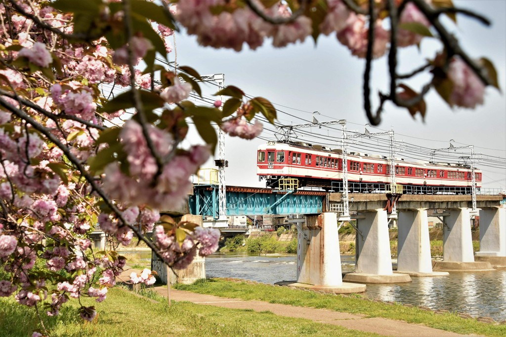 満開に咲き誇る八重桜の側を旧車が通る