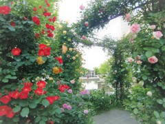 RIC ROSE GARDEN 2018 ②