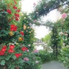 RIC ROSE GARDEN 2018 ②