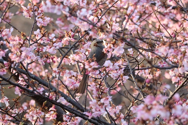 桜と鳥②