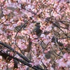 桜と鳥②