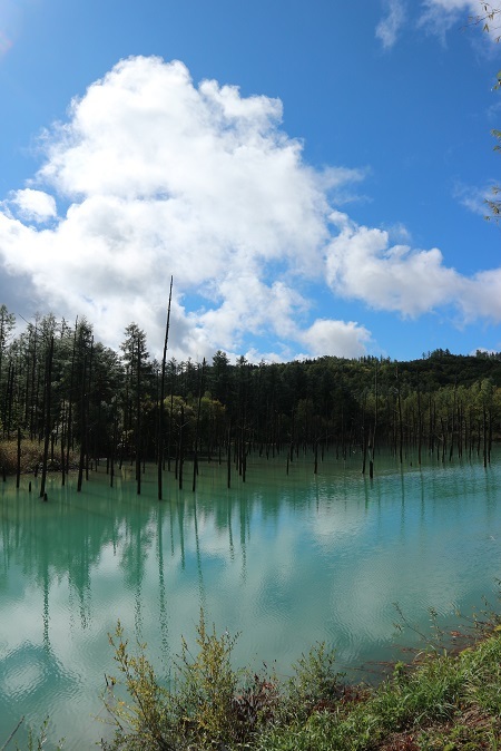 青い池②