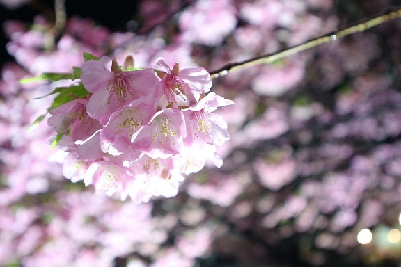 夜の河津桜、雨上がり①