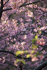 河津桜②