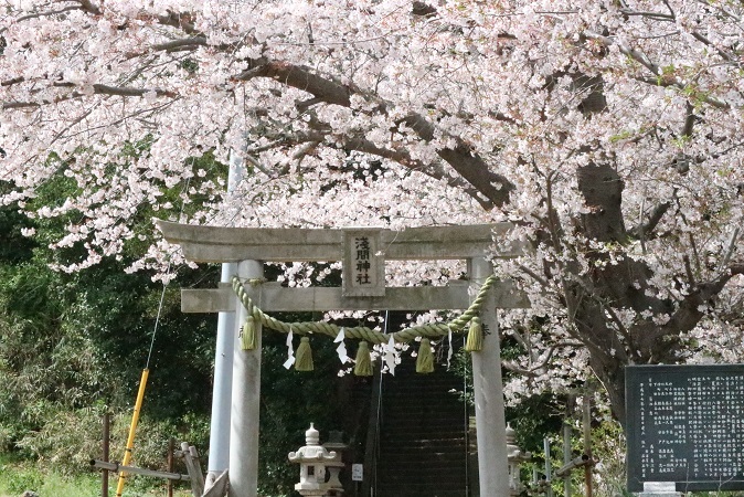 浅間神社の桜②
