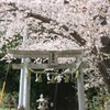 浅間神社の桜②
