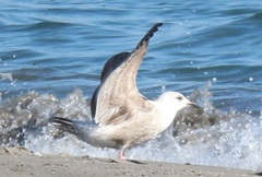 海辺の鳥⑨