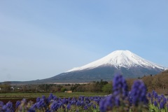 花の都公園　春②