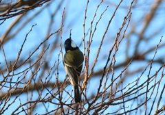 野鳥　三浦海岸③