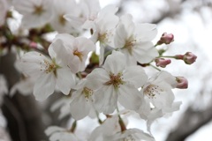 浅間神社の桜②