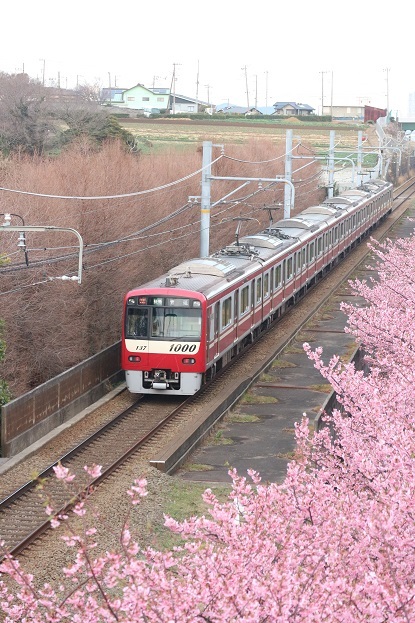 京急線と河津桜②
