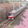 京急線と河津桜②