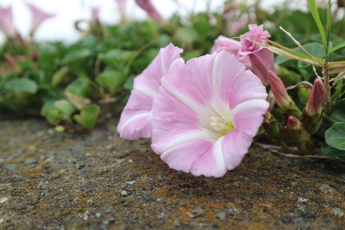 浜辺の花