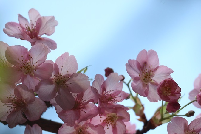 河津桜③