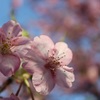 河津桜１