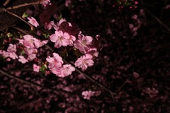 夜の河津桜①
