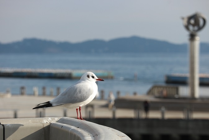 熱海港