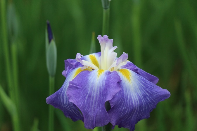 しょうぶの花⑥