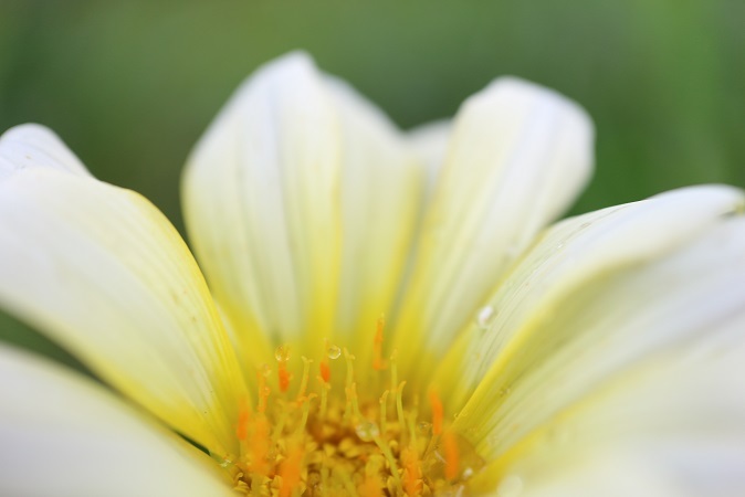 雨の日の花