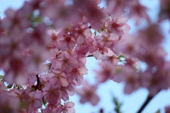 河津桜④