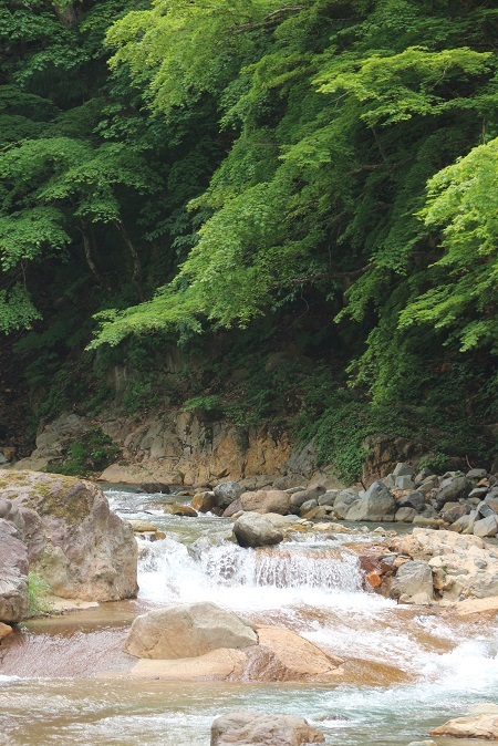 新緑と清流