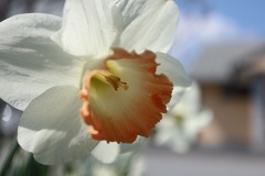 水仙の花①