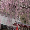 大平山の桜