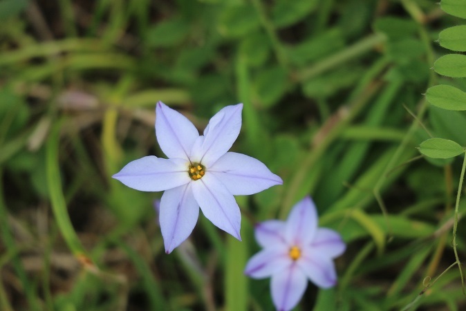 小さなお花④