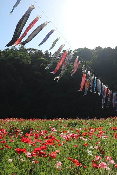 くりはま花の国８