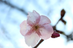 河津桜の花②