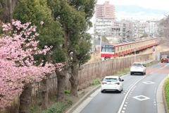 電車と河津桜①