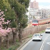 電車と河津桜①