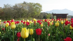 チューリップ　花の都公園