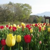 チューリップ　花の都公園