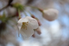 神社の桜⑤
