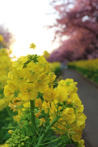 菜の花