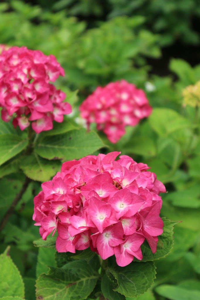 紫陽花