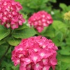 紫陽花